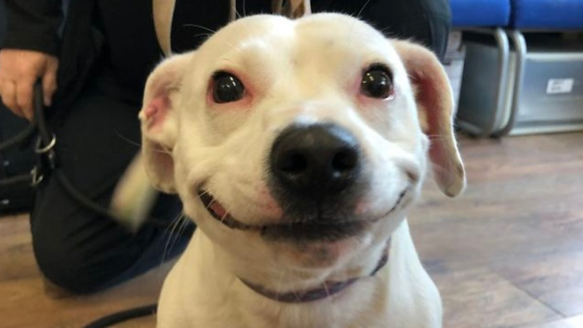 Illustration : "Le sourire radieux de ce chien lui a permis d’être adopté très rapidement"