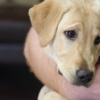 Illustration : Dévastée par le deuil, une famille fait cloner son chien 5 ans après !