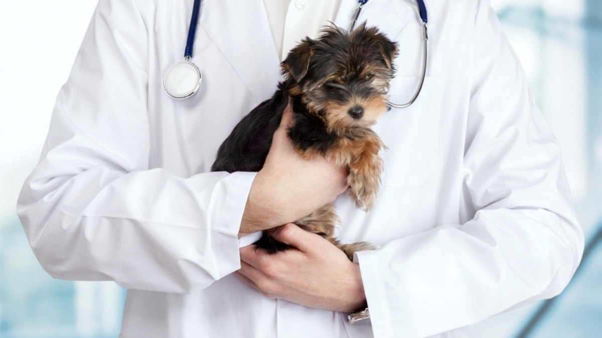 Illustration : "Coronavirus : un chien testé positif, suffisant pour s’inquiéter ?"