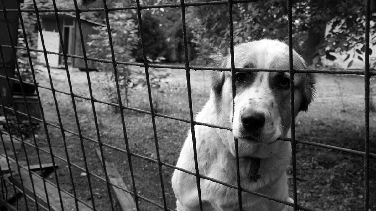 Illustration : "Des dizaines de chiens et de chats affamés et déshydratés, découverts dans une propriété de l’Aisne"