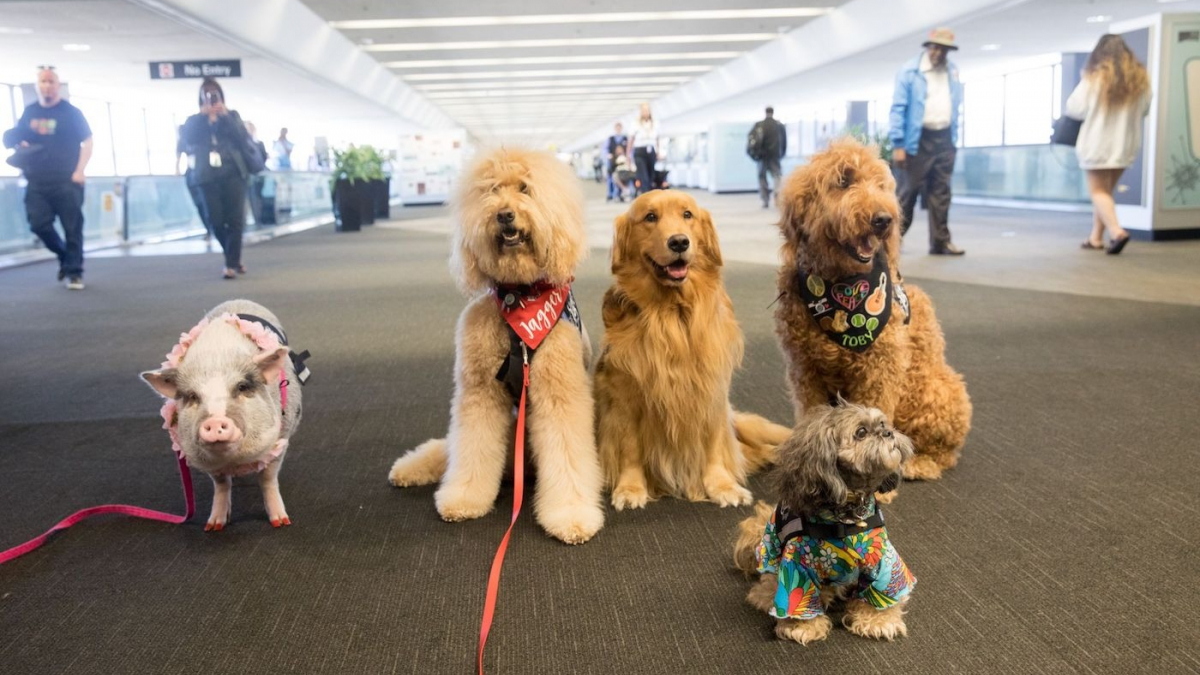 Illustration : "Dans cet aéroport, pour calmer votre stress, des chiens d'assistance sont à votre disposition ! "