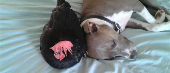 Illustration : "Les meilleurs amis de cette poule aveugle sont des chiens Pitbulls"
