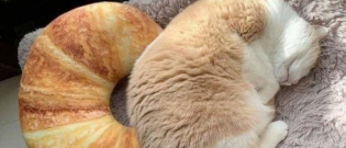Illustration : "14 chats qui sont littéralement à croquer, tant ils font penser à des gourmandises"