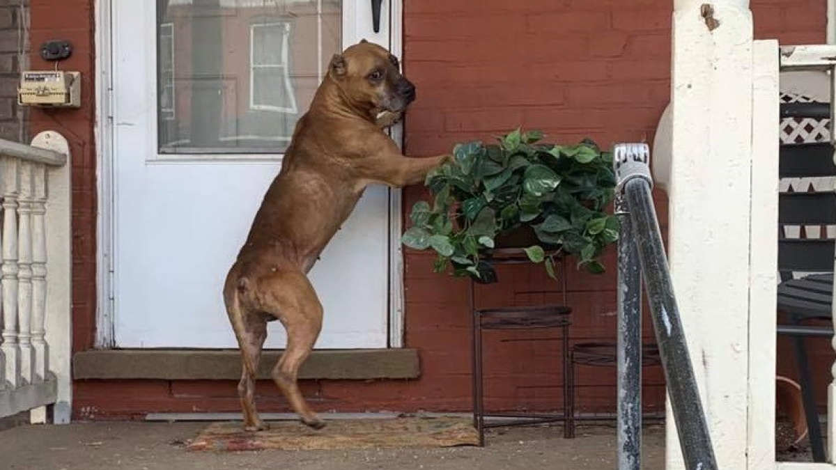 Illustration : "Sauvetage d'un chien qui attendait désespérément sous le porche de sa maison que ses maîtres reviennent…"