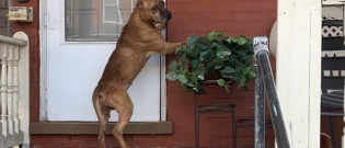Illustration : "Sauvetage d'un chien qui attendait désespérément sous le porche de sa maison que ses maîtres reviennent…"