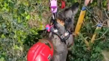 Illustration : Sauvetage d’un chien tombé dans un puits de 6 mètres en Catalogne