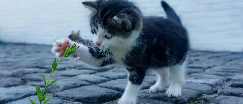 Pourquoi Beaucoup De Nos Chats Domestiques Ont Ils Des Pattes Blanches