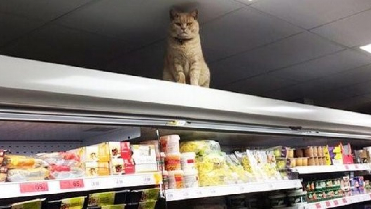 Illustration : "20 chats qui prennent leur travail au magasin très au sérieux"