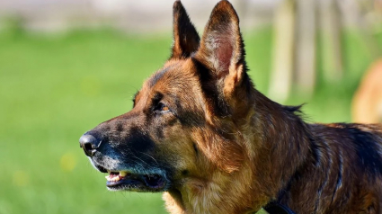 Illustration : Récupérés chez leur propriétaire, 9 chiens ont été euthanasiés en raison de leur dangerosité