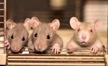 Illustration : "Les rats n’aiment pas faire souffrir leurs congénères, même lorsque cela leur permet d’obtenir de la nourriture"