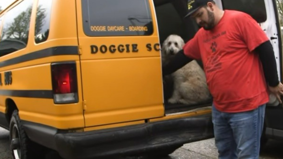 Illustration : "Ce bus scolaire pour chiens est la chose la plus adorable que vous verrez aujourd’hui"