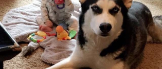 Illustration : "(Vidéo) Un petit garçon apprend le langage des chiens pour dialoguer avec son Husky"