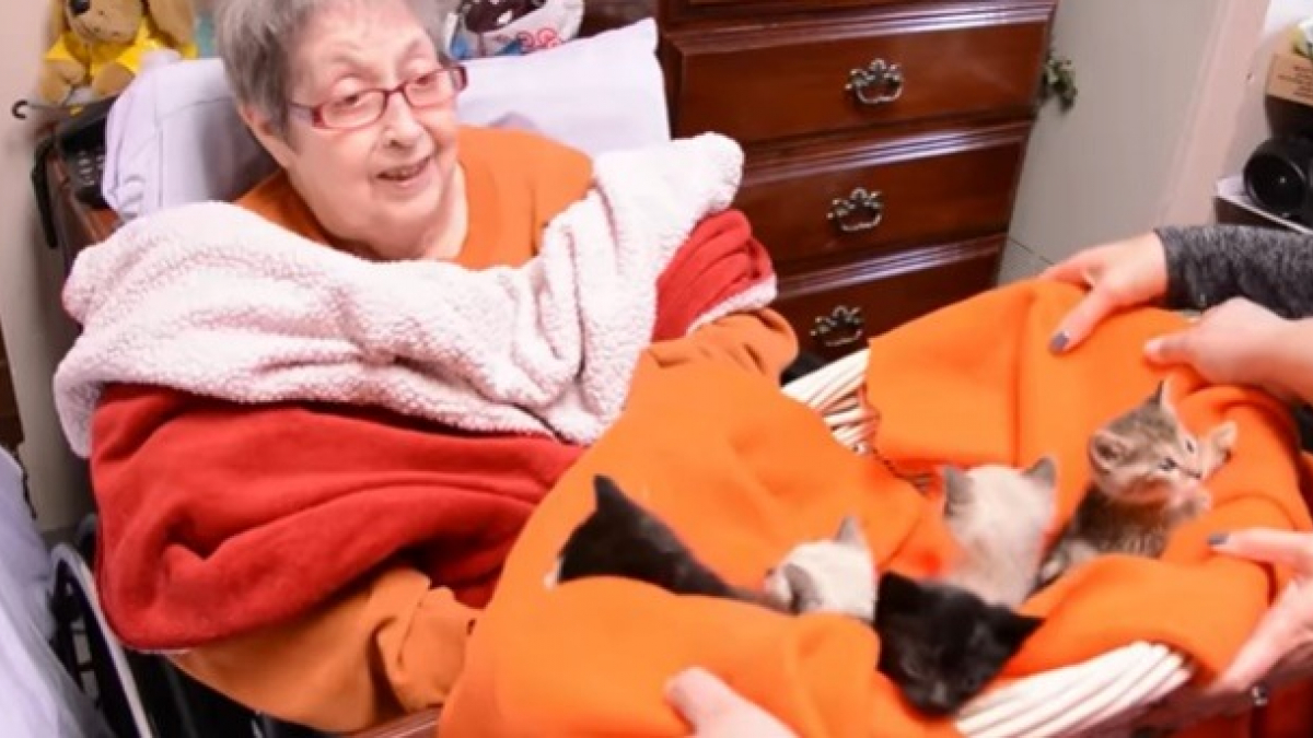 Illustration : "Avant de partir, elle voulait voir des chatons son vœu a été exaucé (vidéo)"