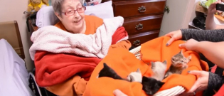Illustration : "Avant de partir, elle voulait voir des chatons son vœu a été exaucé (vidéo)"