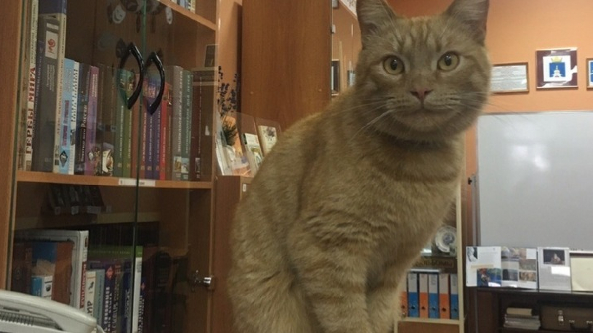 Illustration : "Ce chat n’est pas que la mascotte d’une bibliothèque russe, il y travaille"