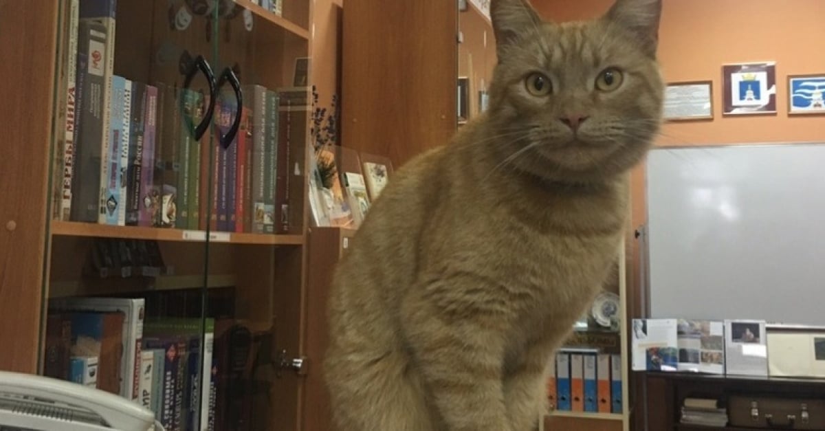 Ce Chat N Est Pas Que La Mascotte D Une Bibliotheque Russe Il Y Travaille Ce Chat N Est Pas Que La Mascotte D Une Bibliotheque Russe Il Y Travaille