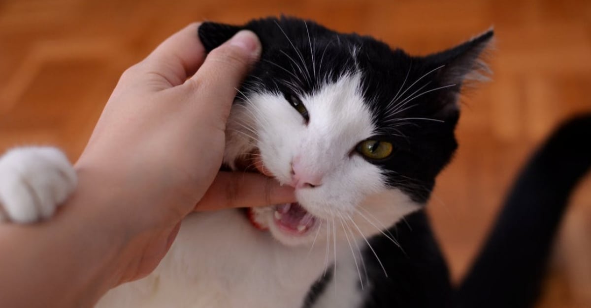 Pourquoi Votre Chat Vous Mordille T Il Il Ne S Agit Pas D Un Jeu Pourquoi Votre Chat Vous Mordille T Il Il Ne S Agit Pas D Un Jeu