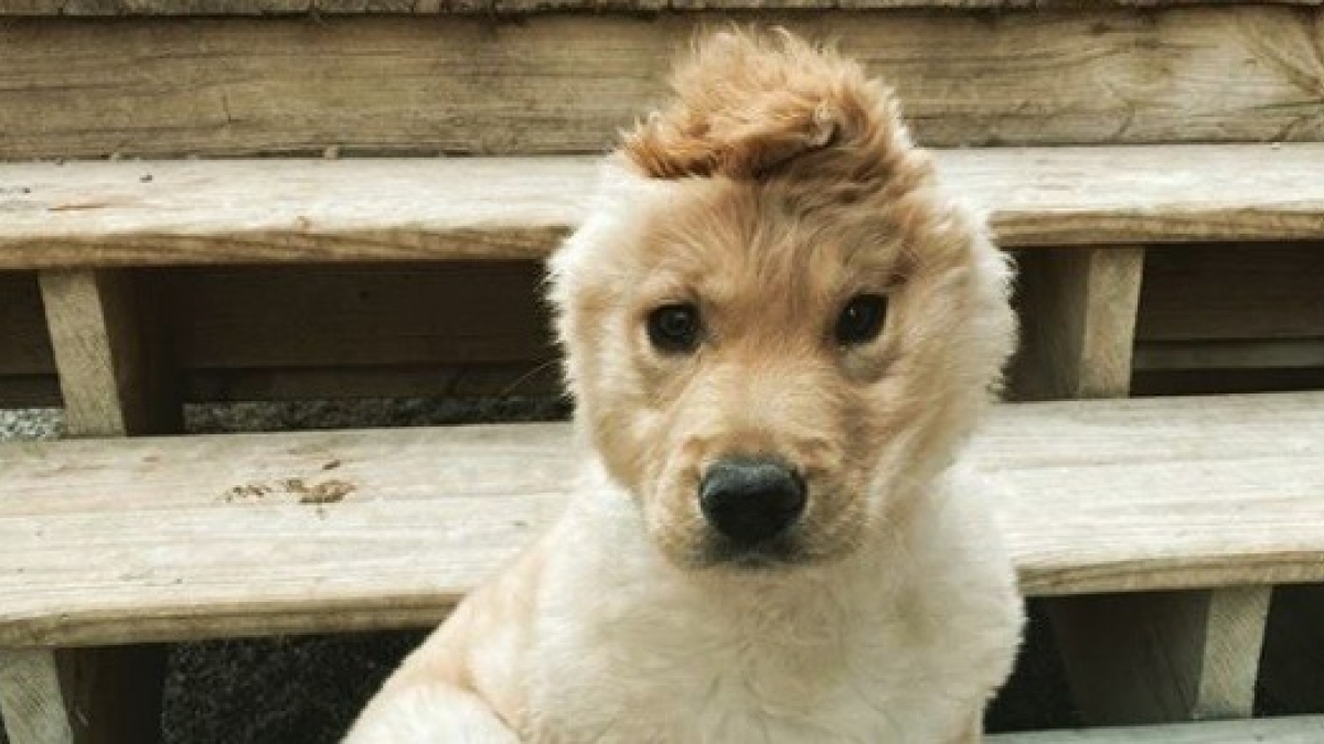 Illustration : "Ce chien licorne n’a qu’une oreille au centre de la tête et est une star des réseaux sociaux"