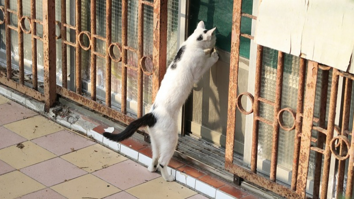 Illustration : "Votre chat ne gratte pas à la porte que pour sortir ou faire ses griffes"