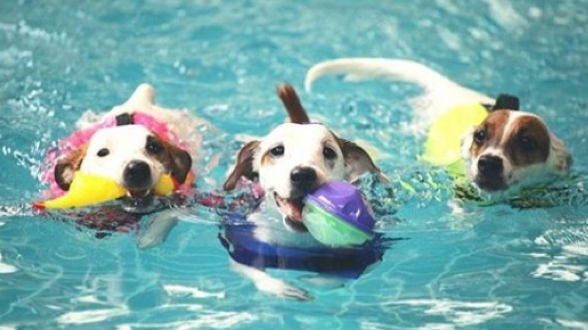 Illustration : "16 photos de chiens qui s’amusent comme des fous dans les piscines"