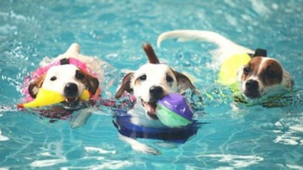 Illustration : 16 photos de chiens qui s’amusent comme des fous dans les piscines