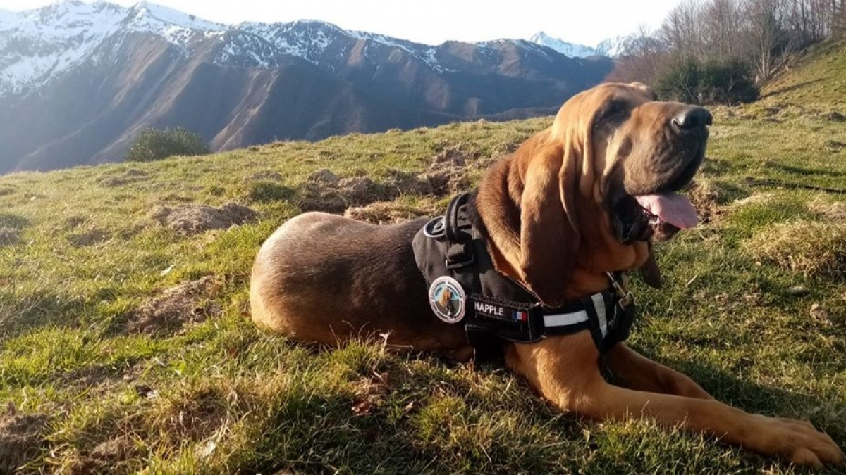 Illustration : "Happle, chien de la gendarmerie, sauve une personne disparue depuis 2 jours"