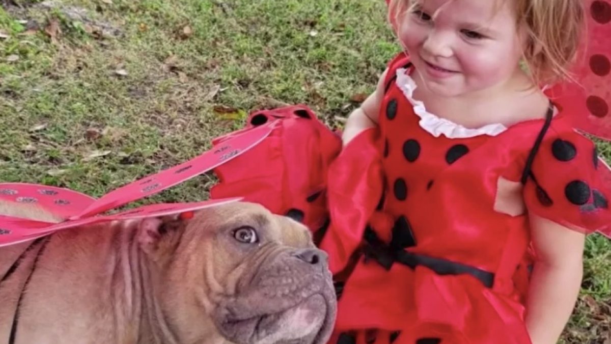 Illustration : "À 2 ans elle adopte le chien de refuge malade dont elle est tombée amoureuse (Vidéo)"