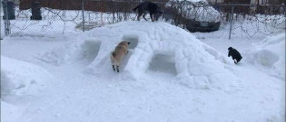 Illustration : "Cet homme transforme son jardin en un paradis de tunnels pour ses chiens !"