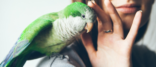 Illustration : "Choisir un oiseau de compagnie"