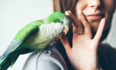 Illustration : "Choisir un oiseau de compagnie"