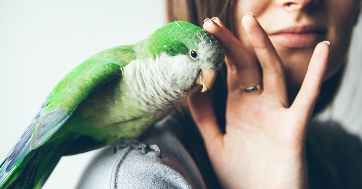 Comment choisir un oiseau de compagnie prix d'achat et