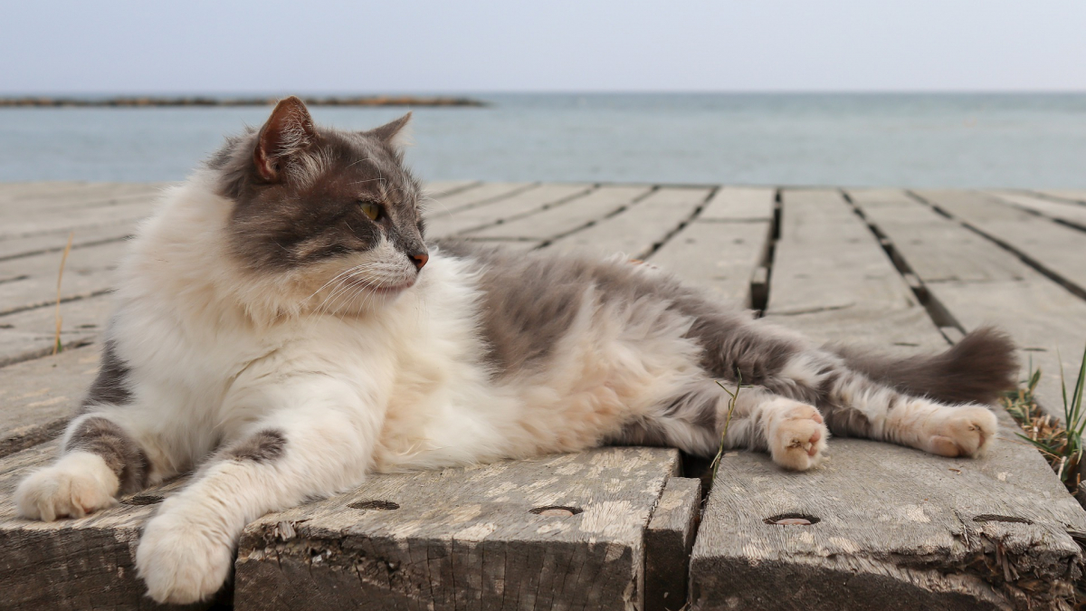 Illustration : "Le bonheur de ce chat qui découvre la plage va vous irradier"