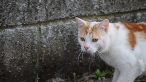 Illustration : Nevers (58) : un chat blessé par un piège à renard et d’autres mystérieusement disparus en l'espace de quelques jours