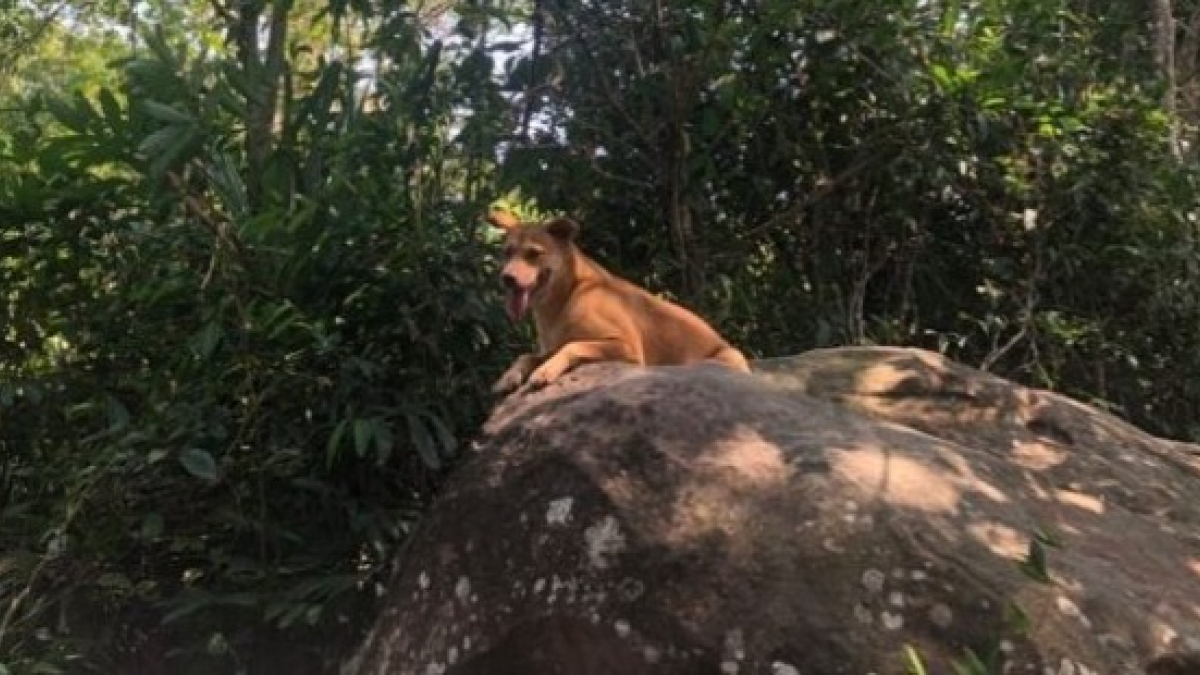 Illustration : "Perdus dans la jungle, ils sont sauvés grâce à un chien surgi de nulle part"