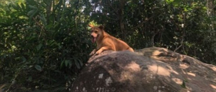 Illustration : "Perdus dans la jungle, ils sont sauvés grâce à un chien surgi de nulle part"
