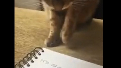 Illustration : Elle dessine une araignée, son chat l’attaque pour la protéger