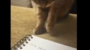 Illustration : "Elle dessine une araignée, son chat l’attaque pour la protéger"