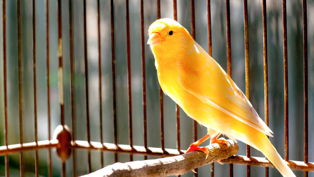 Illustration : "Choisir une cage pour un oiseau de compagnie"