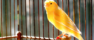 Illustration : "Choisir une cage pour un oiseau de compagnie"