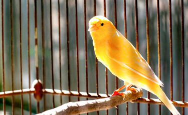 Illustration : "Choisir une cage pour un oiseau de compagnie"