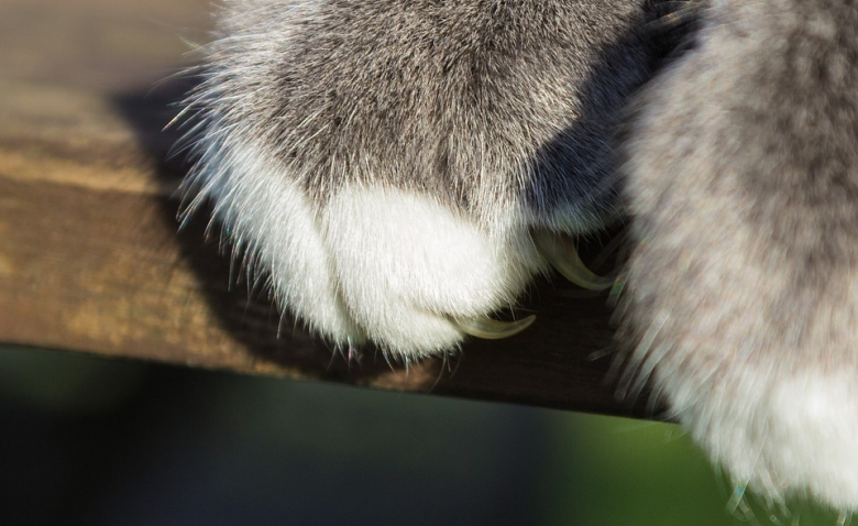 8 Choses Que Vous Ne Savez Pas Sur Les Griffes De Votre Chat