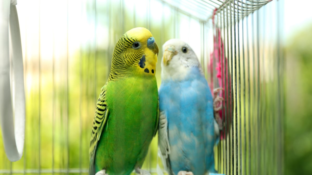 Illustration : "Nettoyer la cage de son oiseau de compagnie"