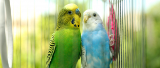 Illustration : "Nettoyer la cage de son oiseau de compagnie"