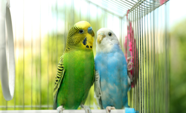 Illustration : "Nettoyer la cage de son oiseau de compagnie"
