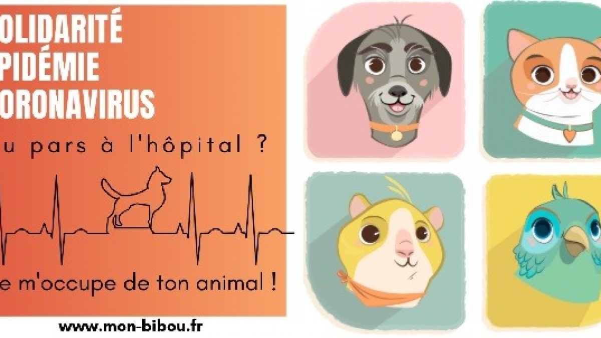 Illustration : "Coronavirus : Bibou lance une campagne pour l’accueil des animaux des soignants et des personnes hospitalisées"