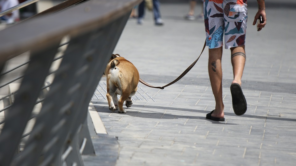 Illustration : "Une dame agressée en pleine nuit alors qu’elle promenait son chien"