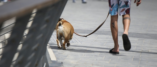 Illustration : "Une dame agressée en pleine nuit alors qu’elle promenait son chien"