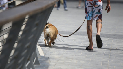 Illustration : Une dame agressée en pleine nuit alors qu’elle promenait son chien