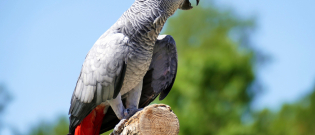Illustration : "Occuper un oiseau de compagnie"