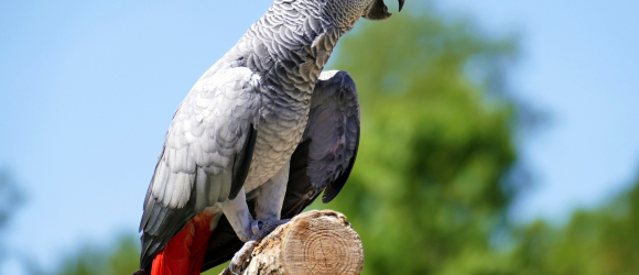 Illustration : "Occuper un oiseau de compagnie"